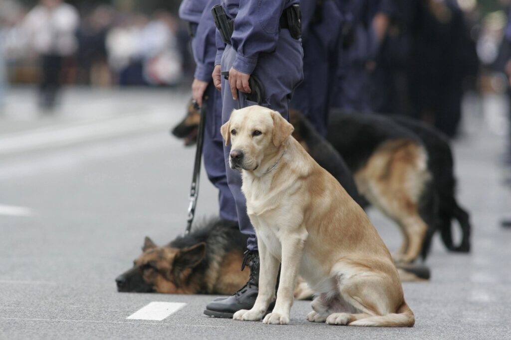 Picture of police search dogs in police dog training academy